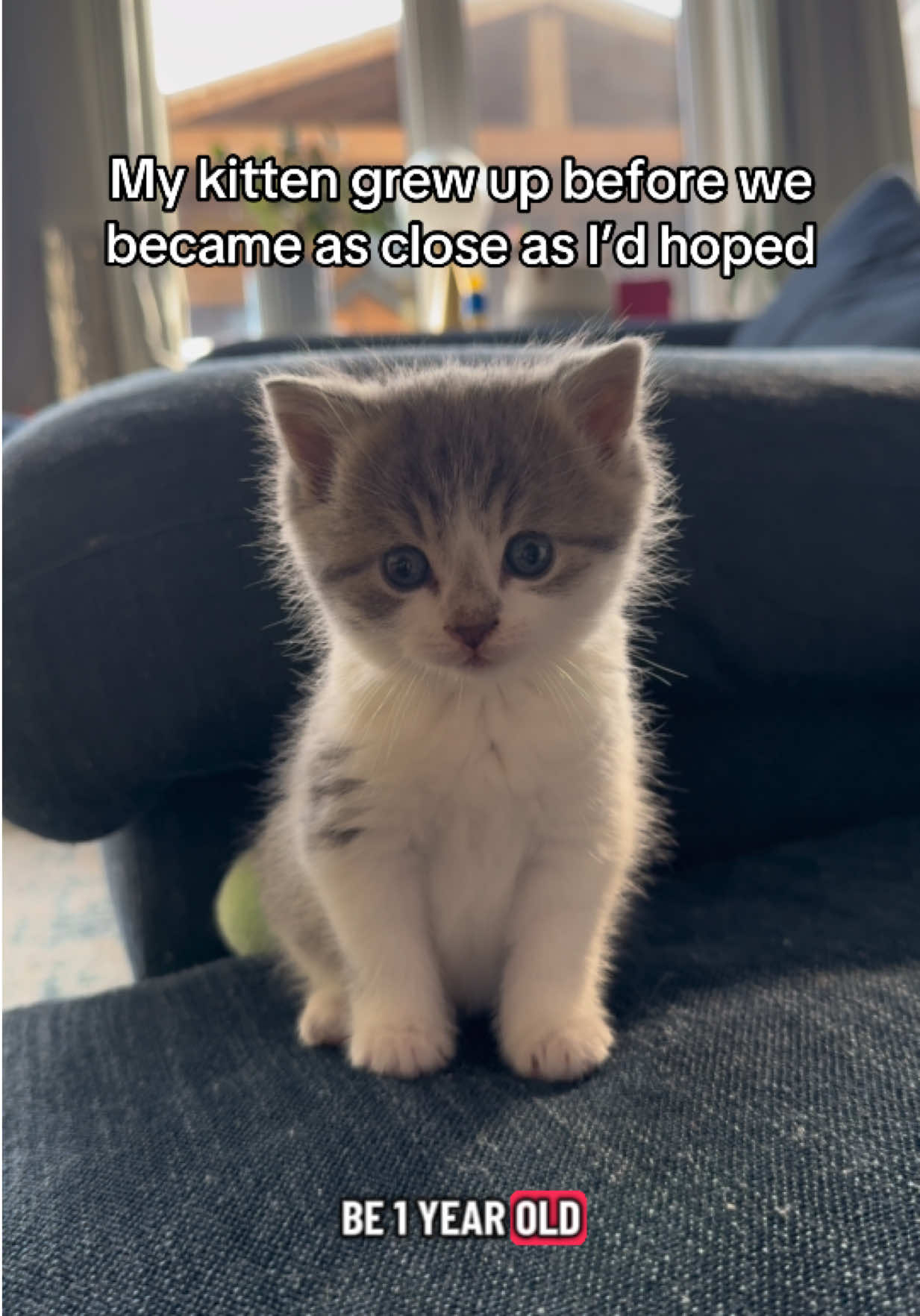 @Krista & Cats: BamBam & Bonnie