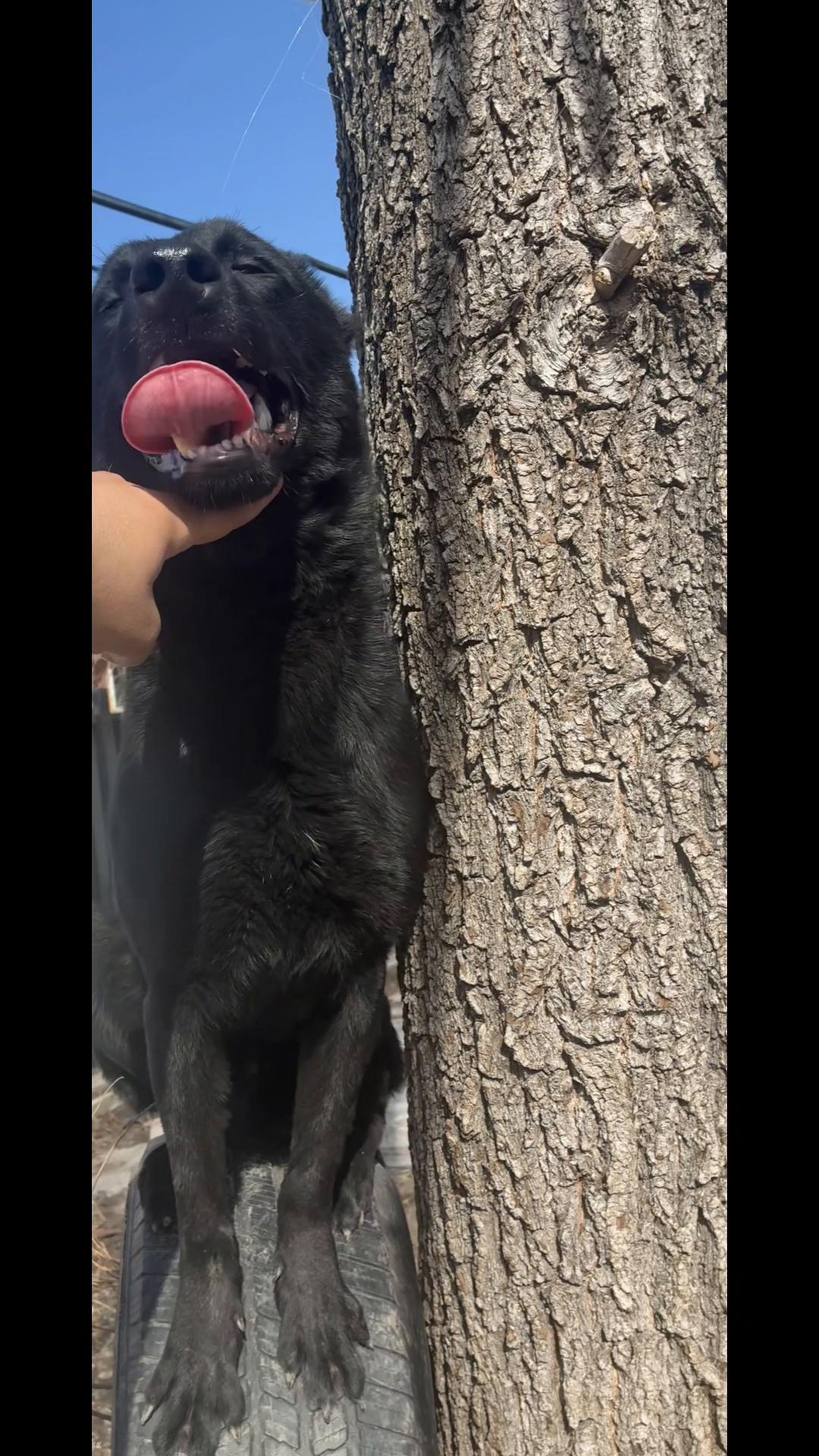@Detroit belgian malinois