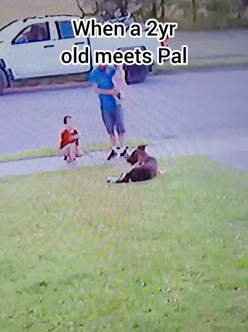 @BuddyandMikes Pal