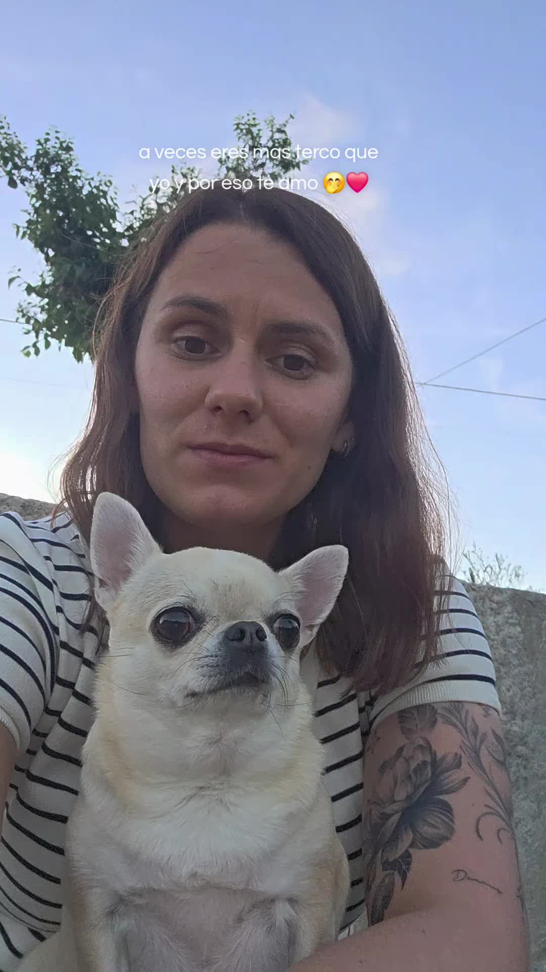 @Camila, a Chihuahua