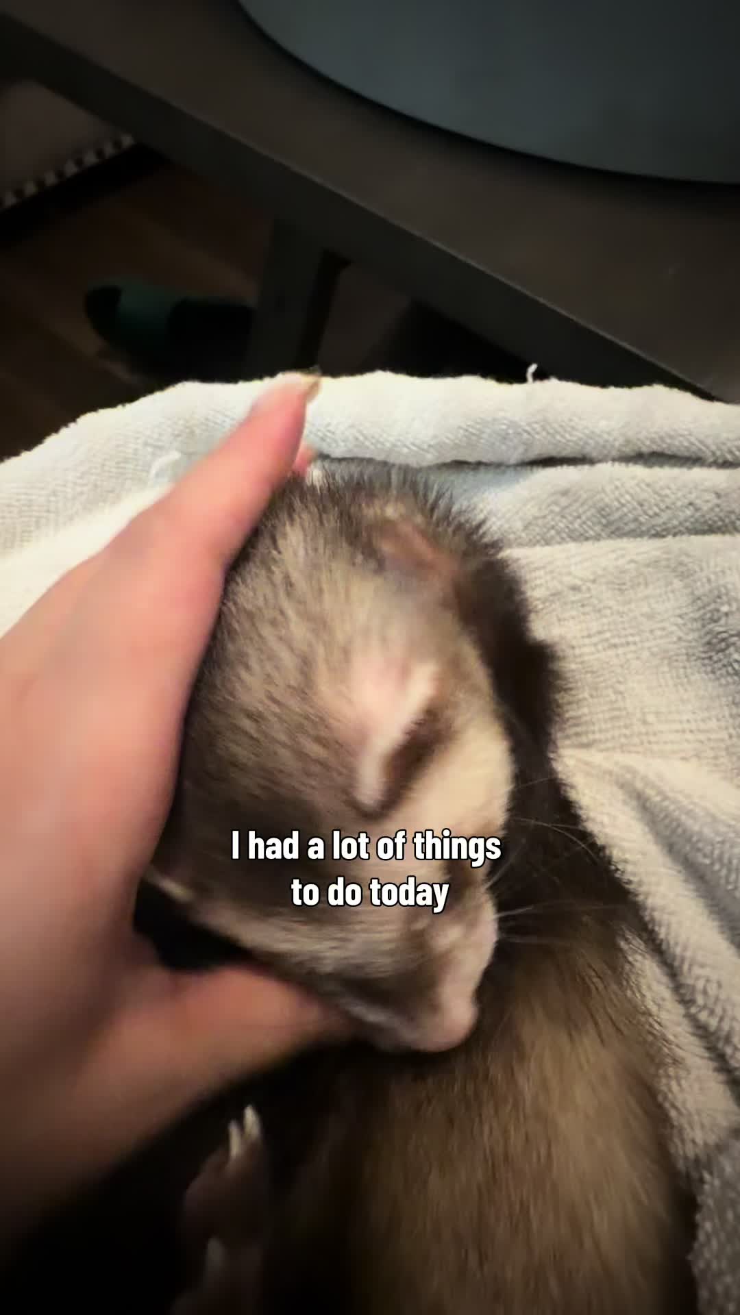@oliverandstellaferrets
