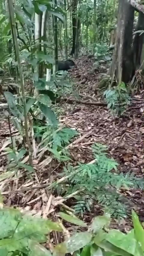 @Ca&ccedil;ador raiz