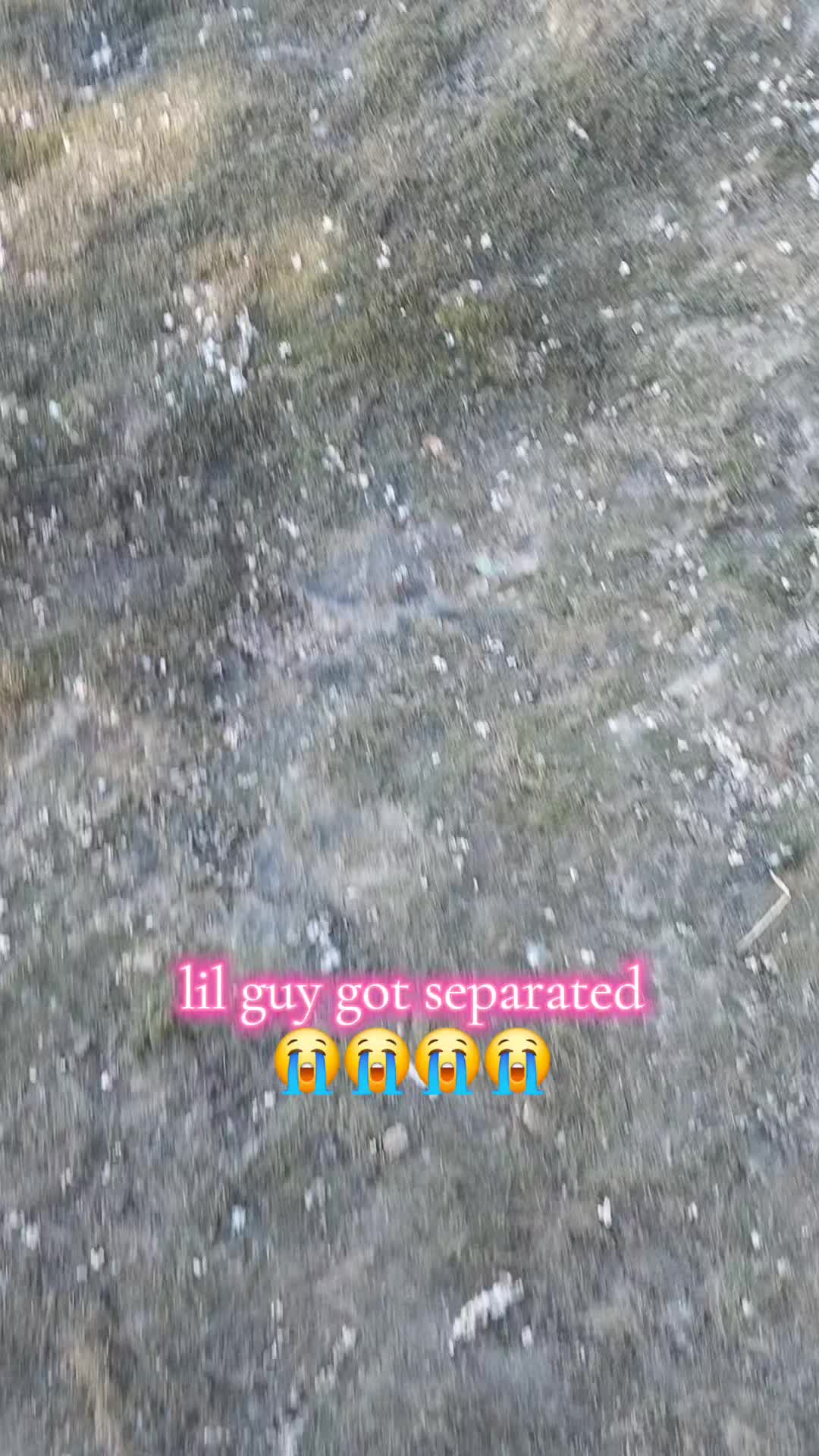 @slowpokez500