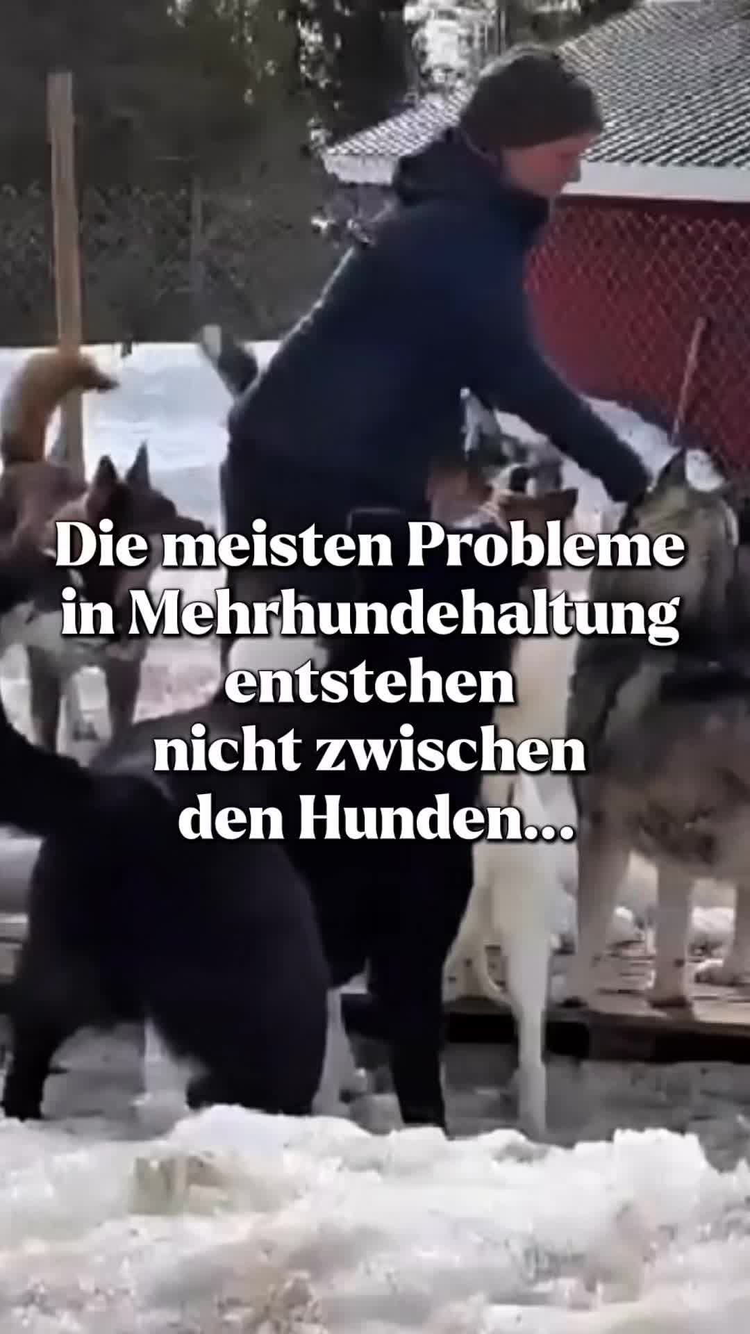 @Mehrere Hunde, ein Team!