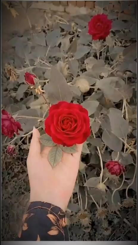 @🥲@FAKE -SMILE☹️❤️&zwj;🩹🥀