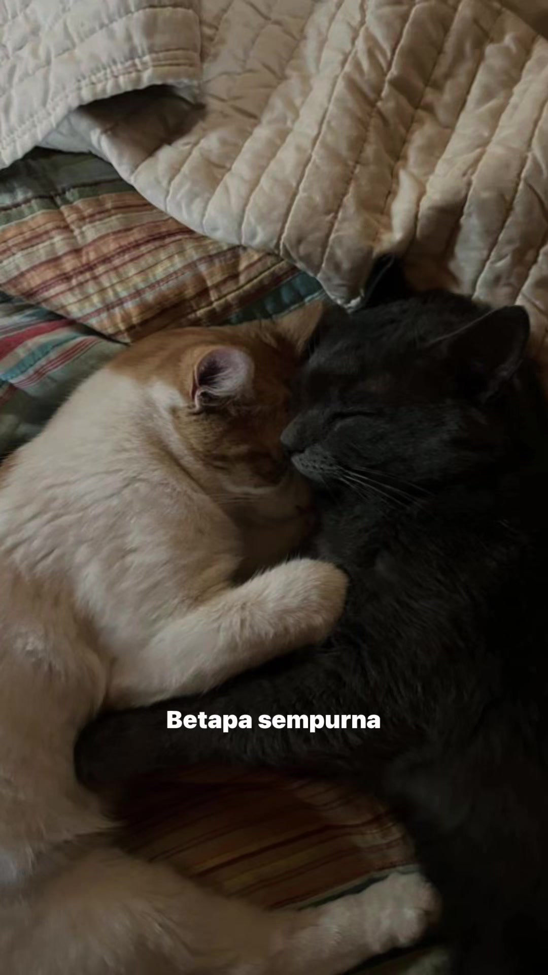 @^~^