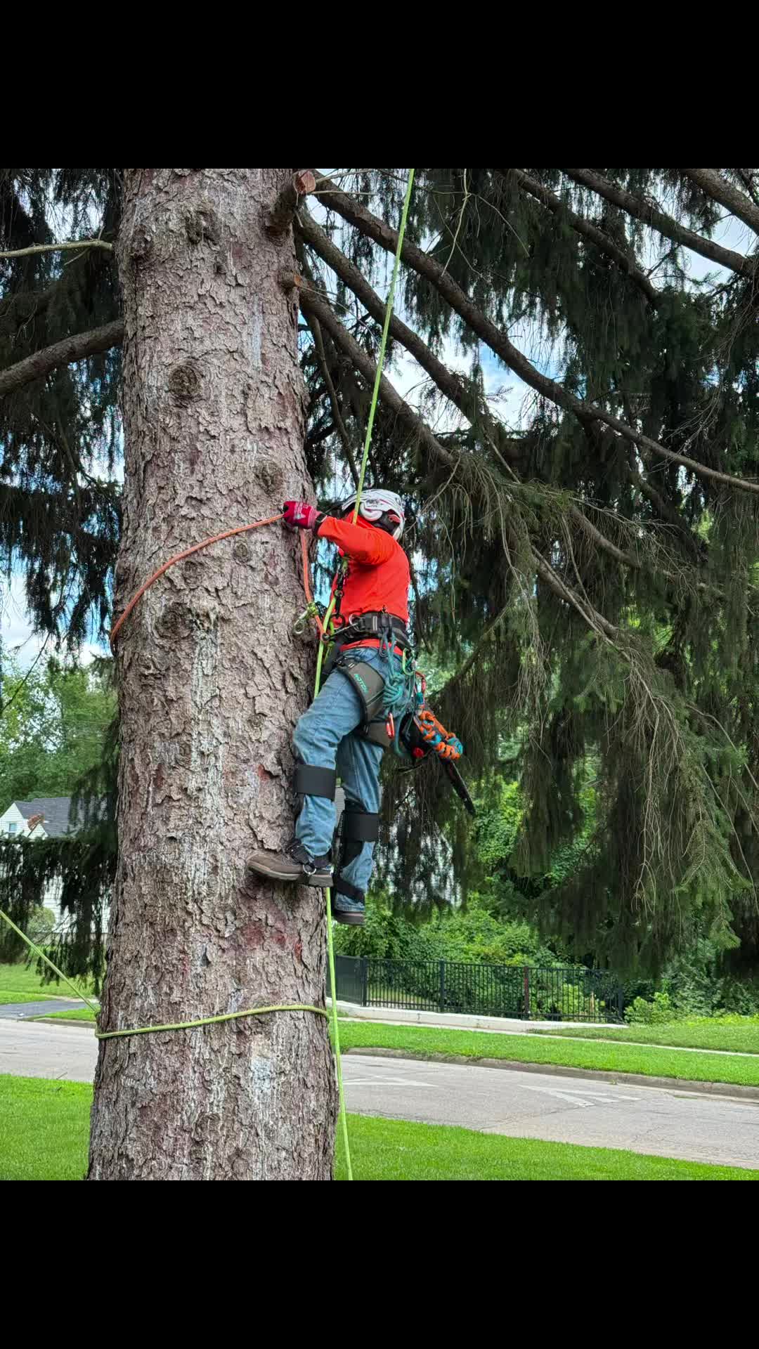 @G&O tree servicess