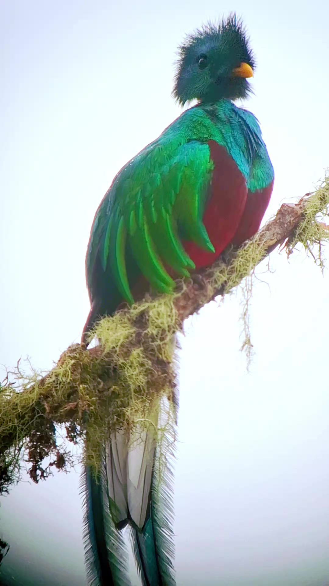 @Quetzal Tours CR🇨🇷