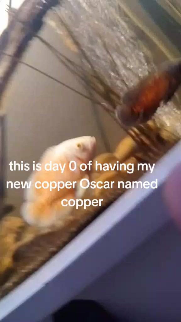 @kurt Cobain Travis Pastrana