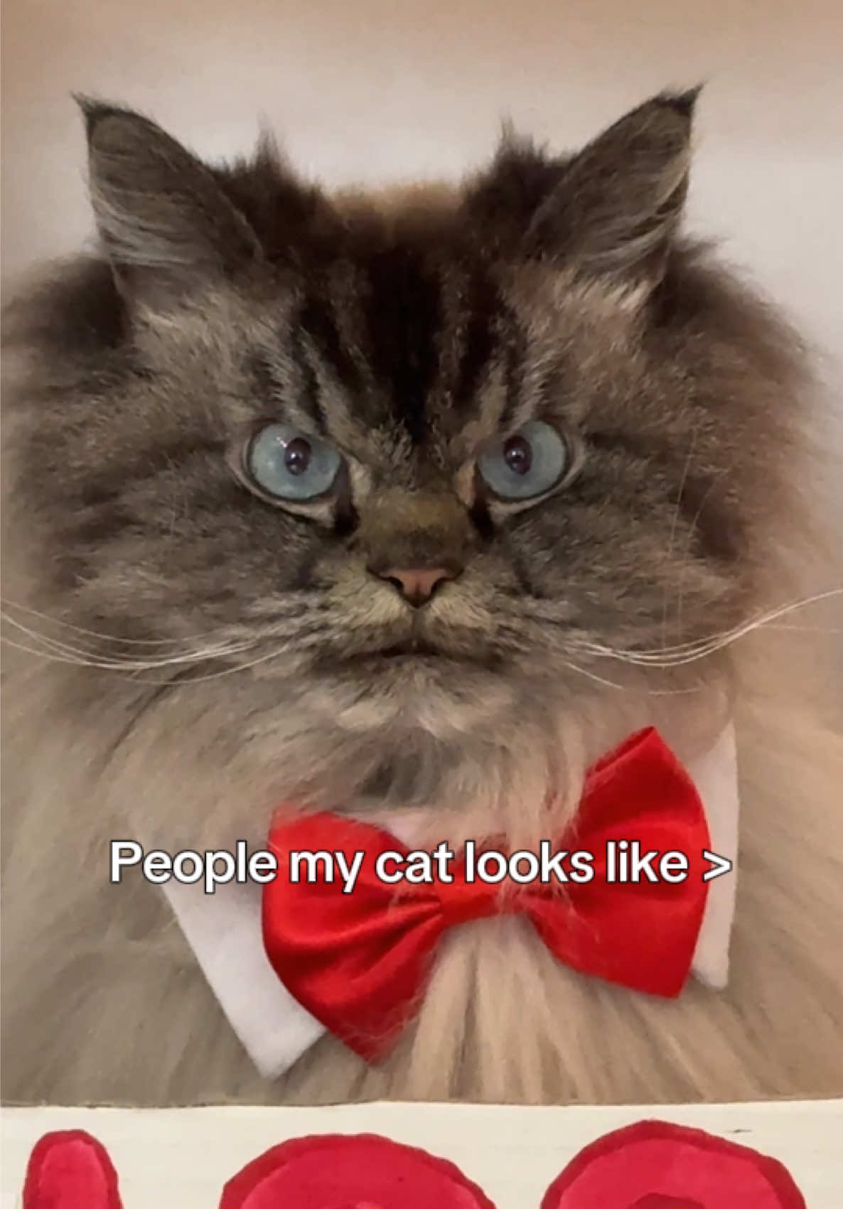 @Merlin Ragdoll