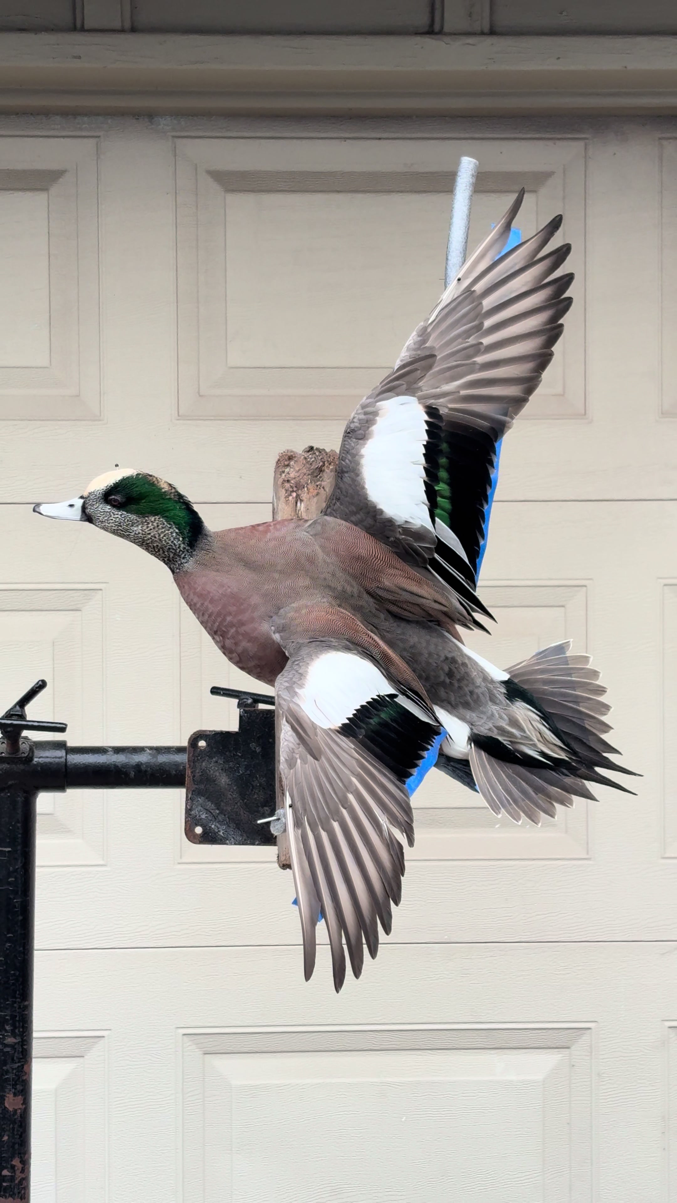 @Luke’s Wildlife Taxidermy