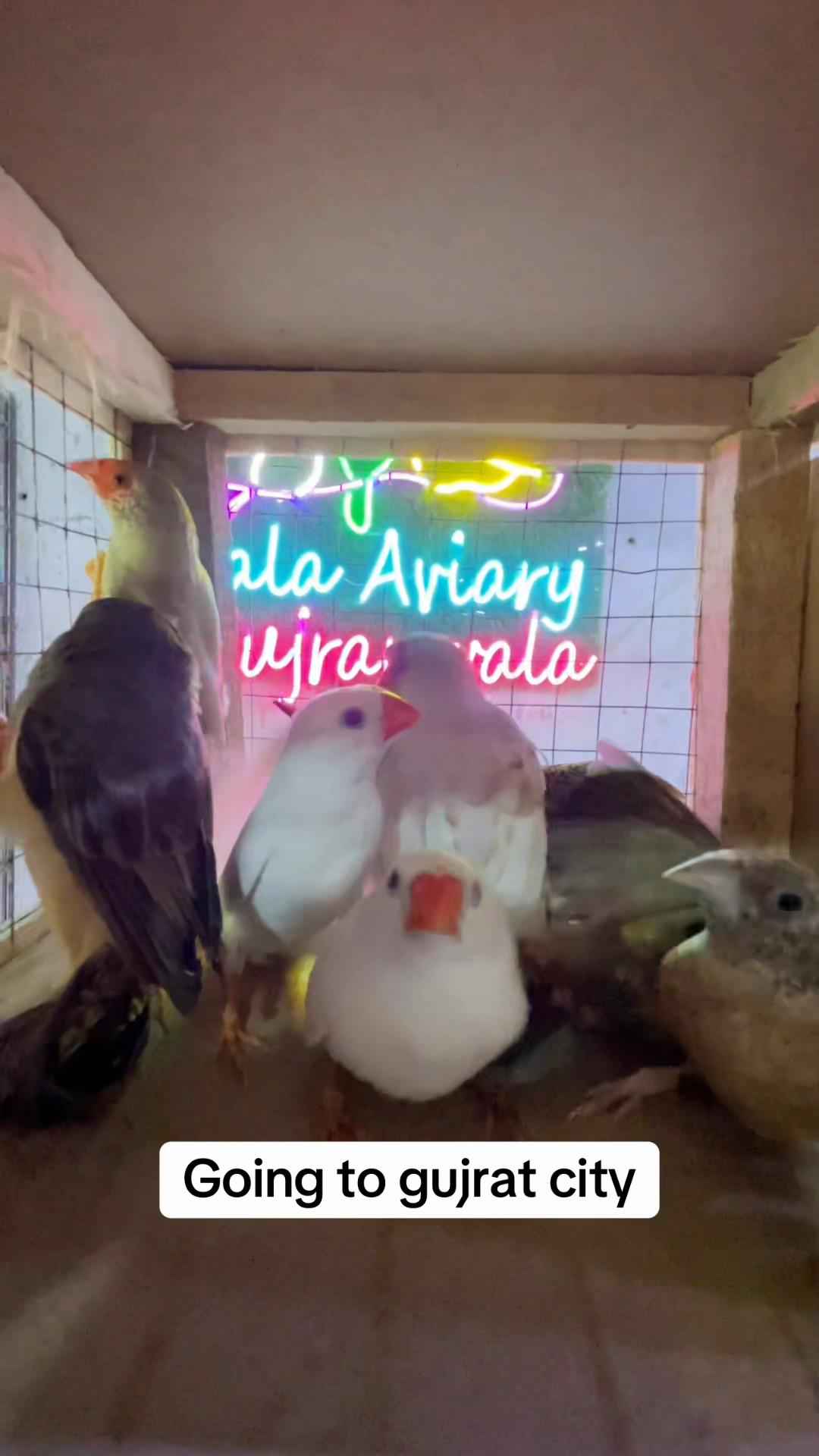 @Lala Aviary