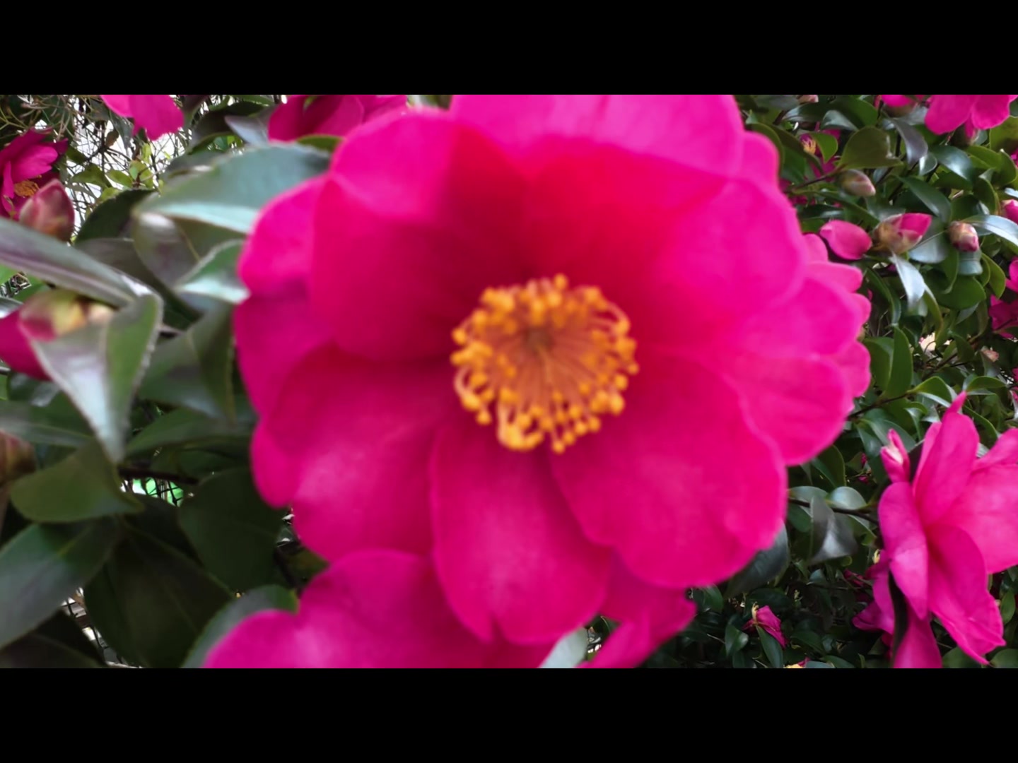 @Adobe動画編集