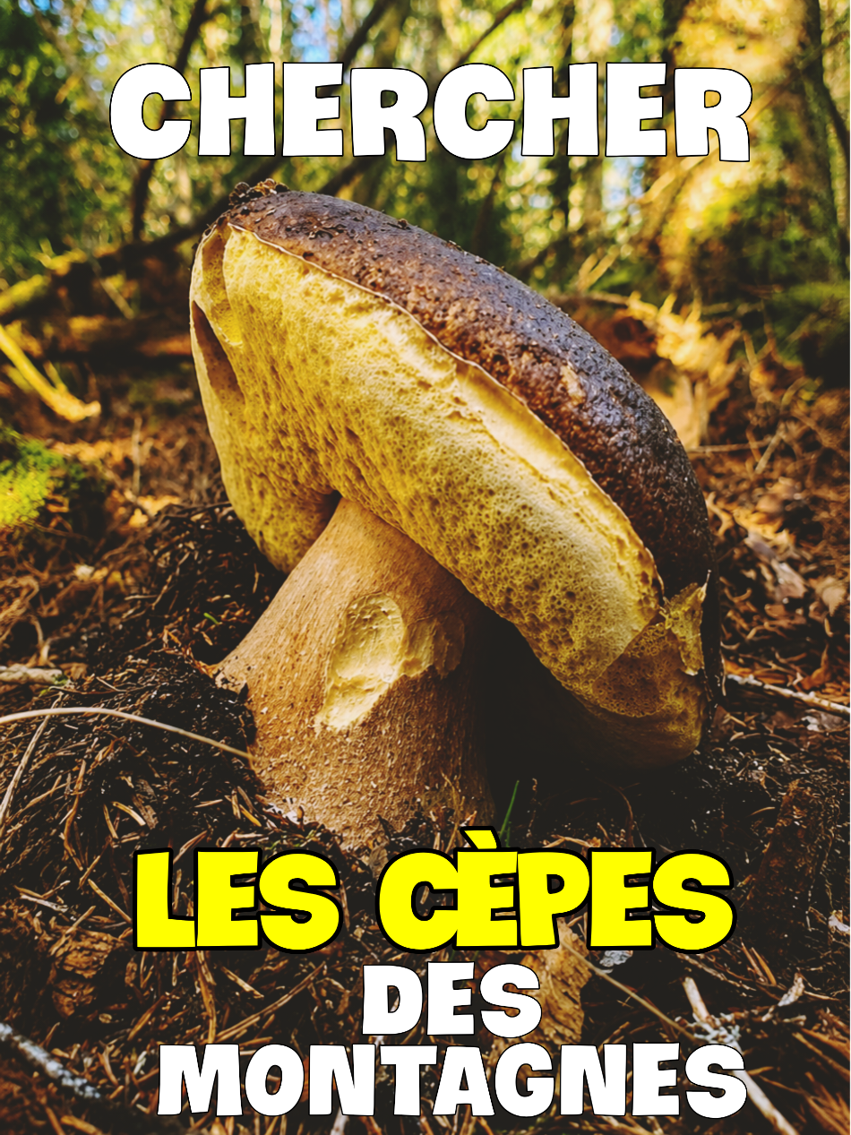 @Dan 🍄🟫 Le Champologue