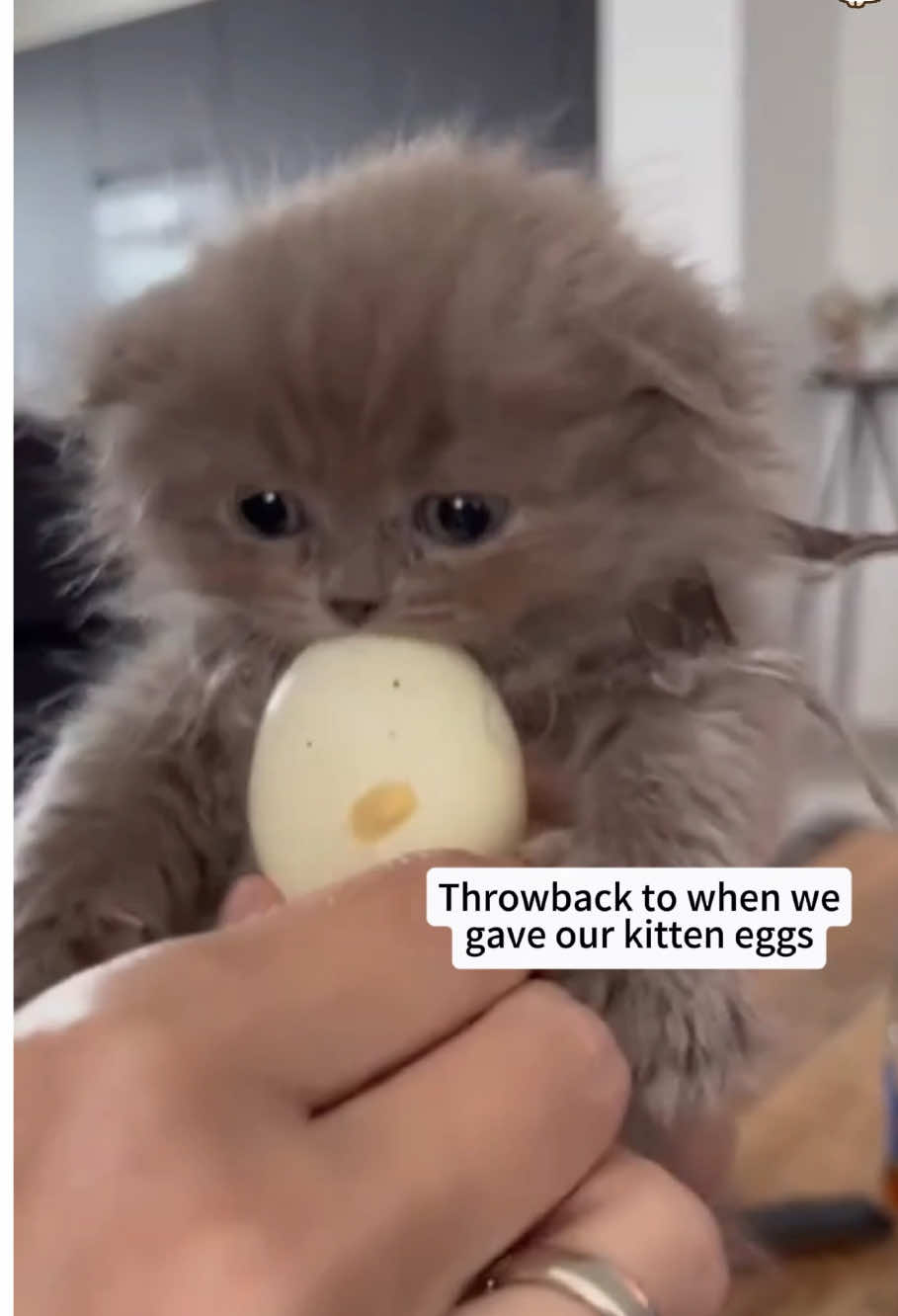 @Funny cat 520