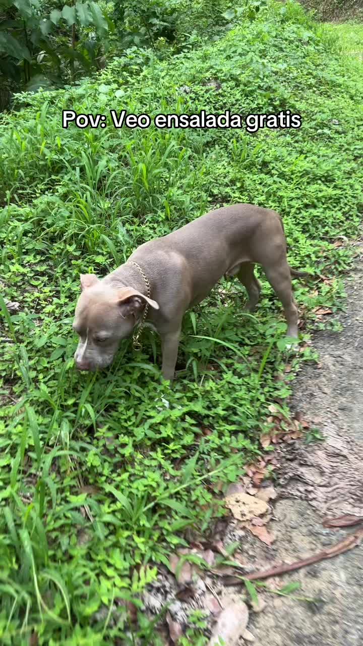 @Thor El Pitbull