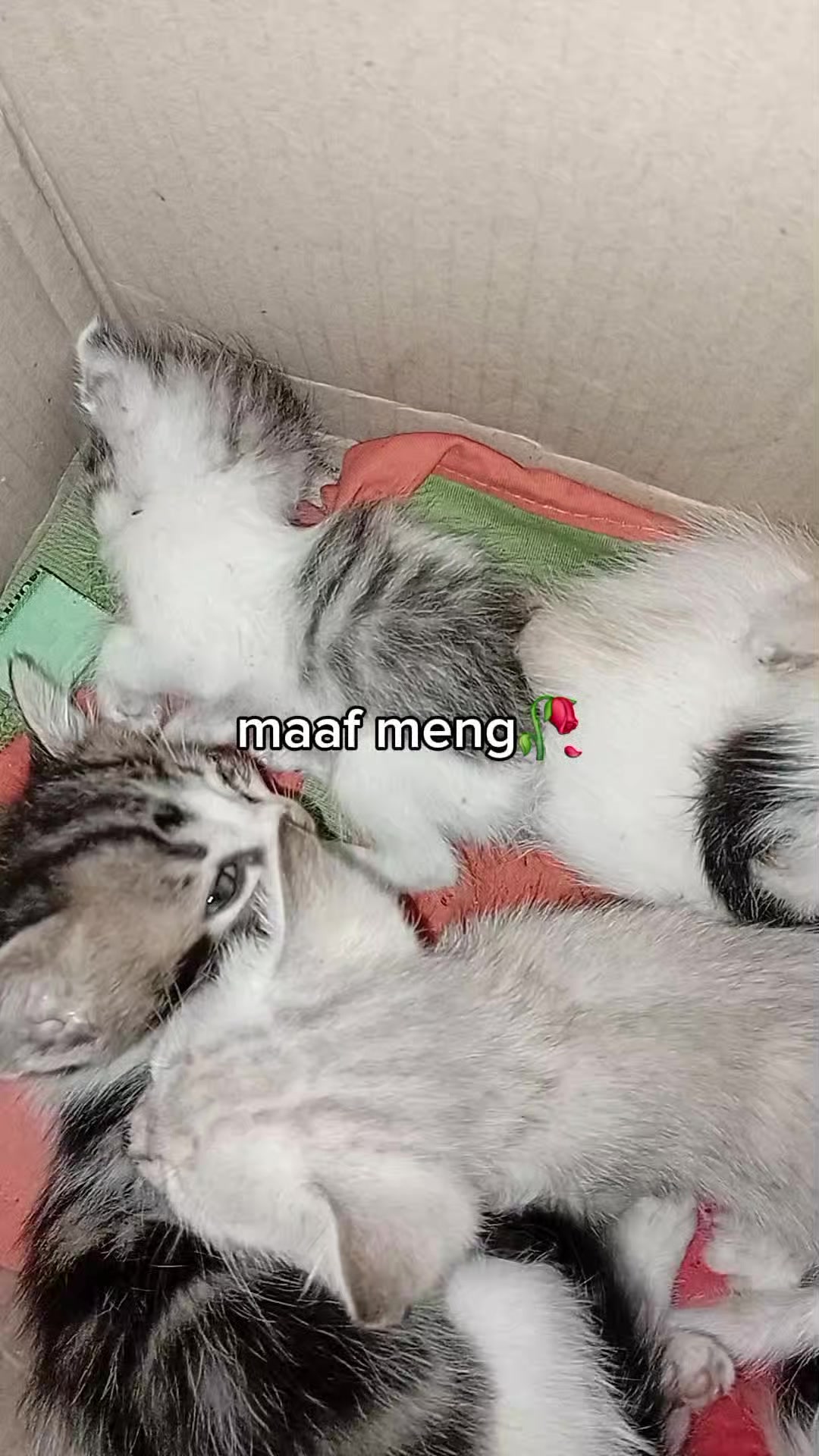@Dimm