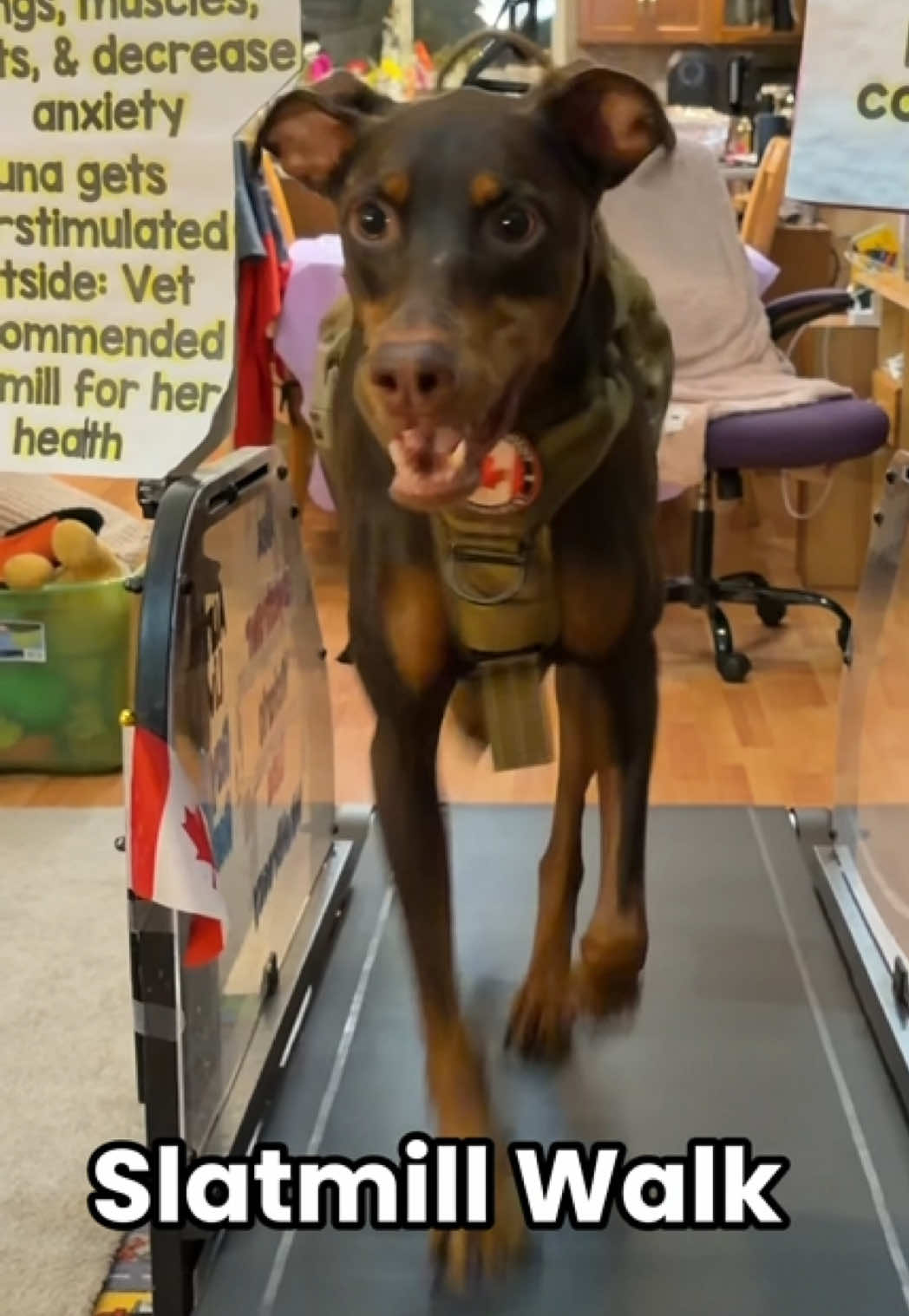 @Luna The Doberman