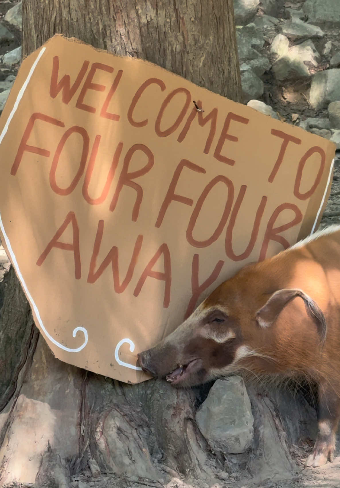 @memphiszoo