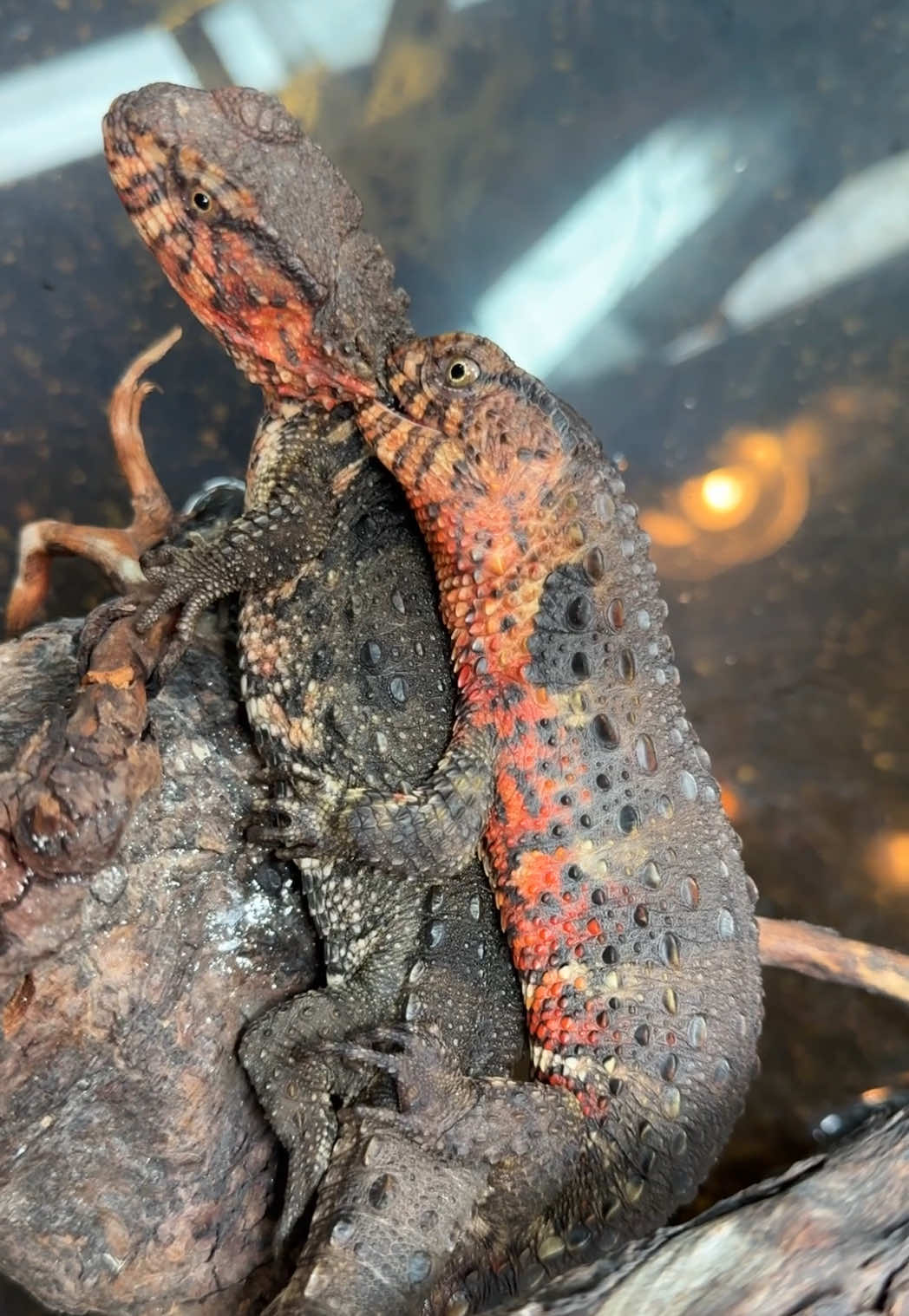 @HerpTime