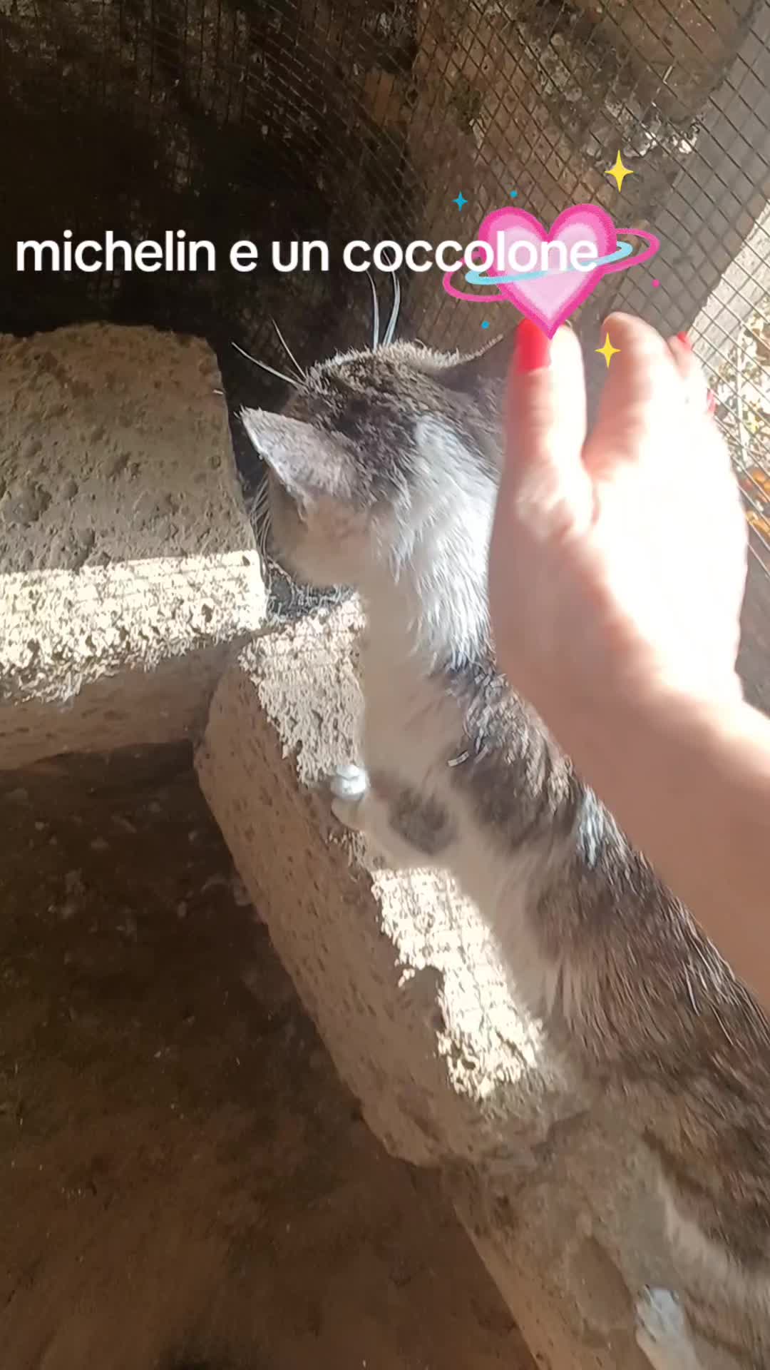 @amica dei gatti