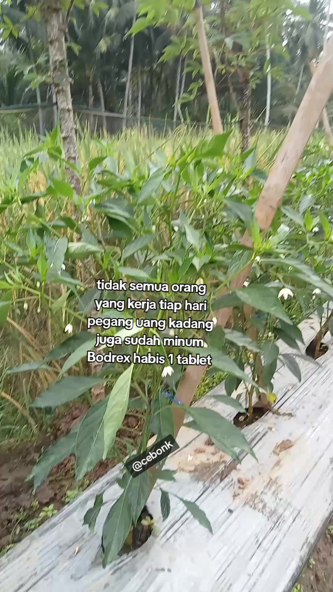@cebonk