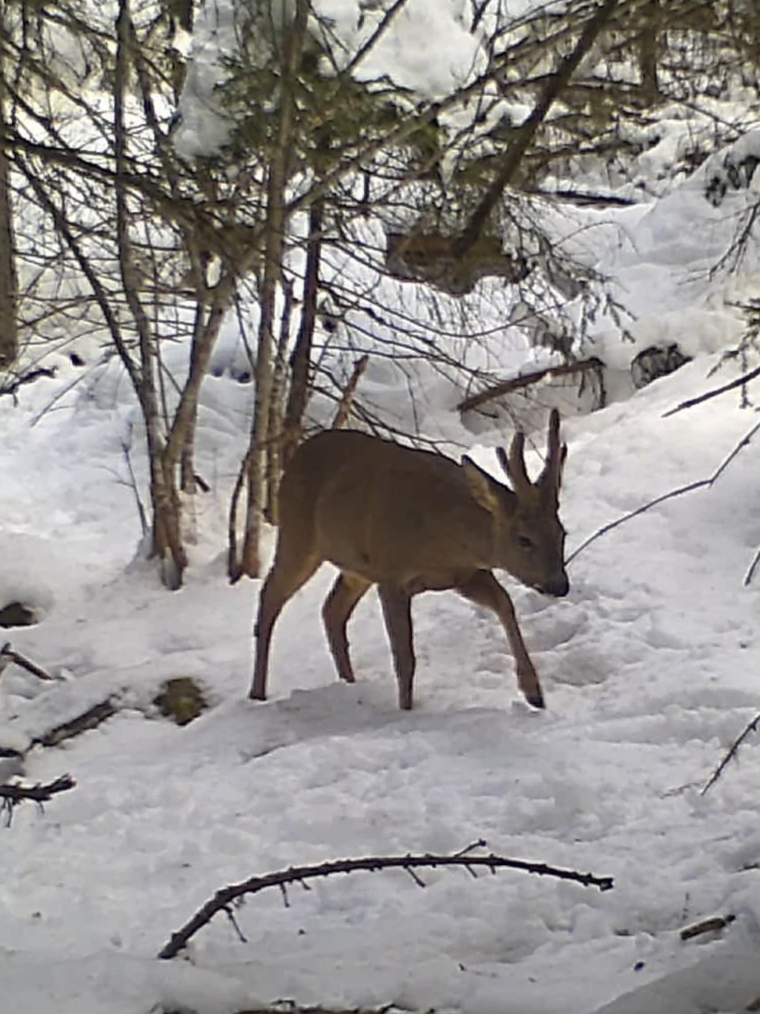 @Chasseur Montagnard