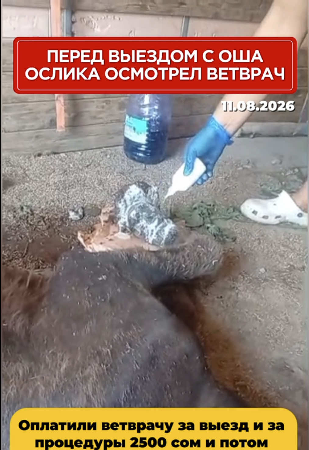 @Приют Ковчег Кыргызстан