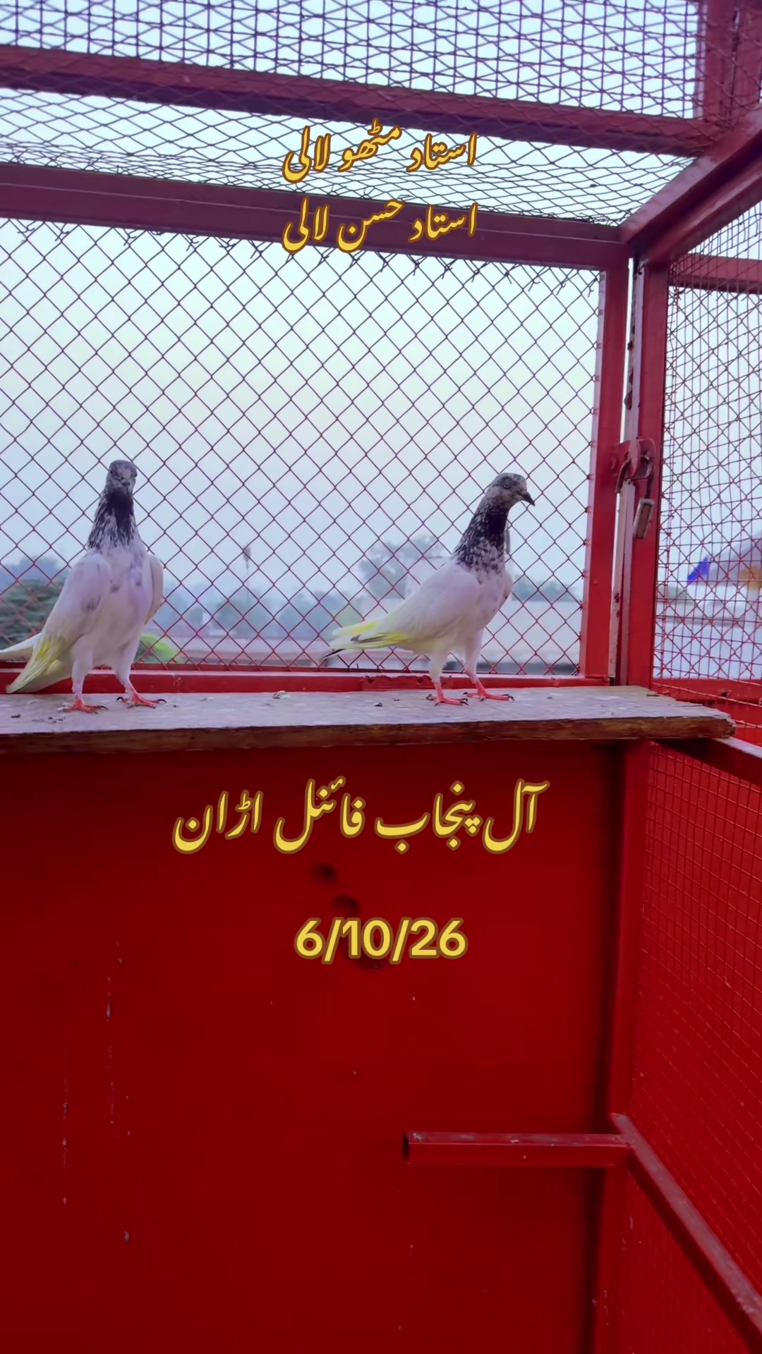 @Hassan Lali