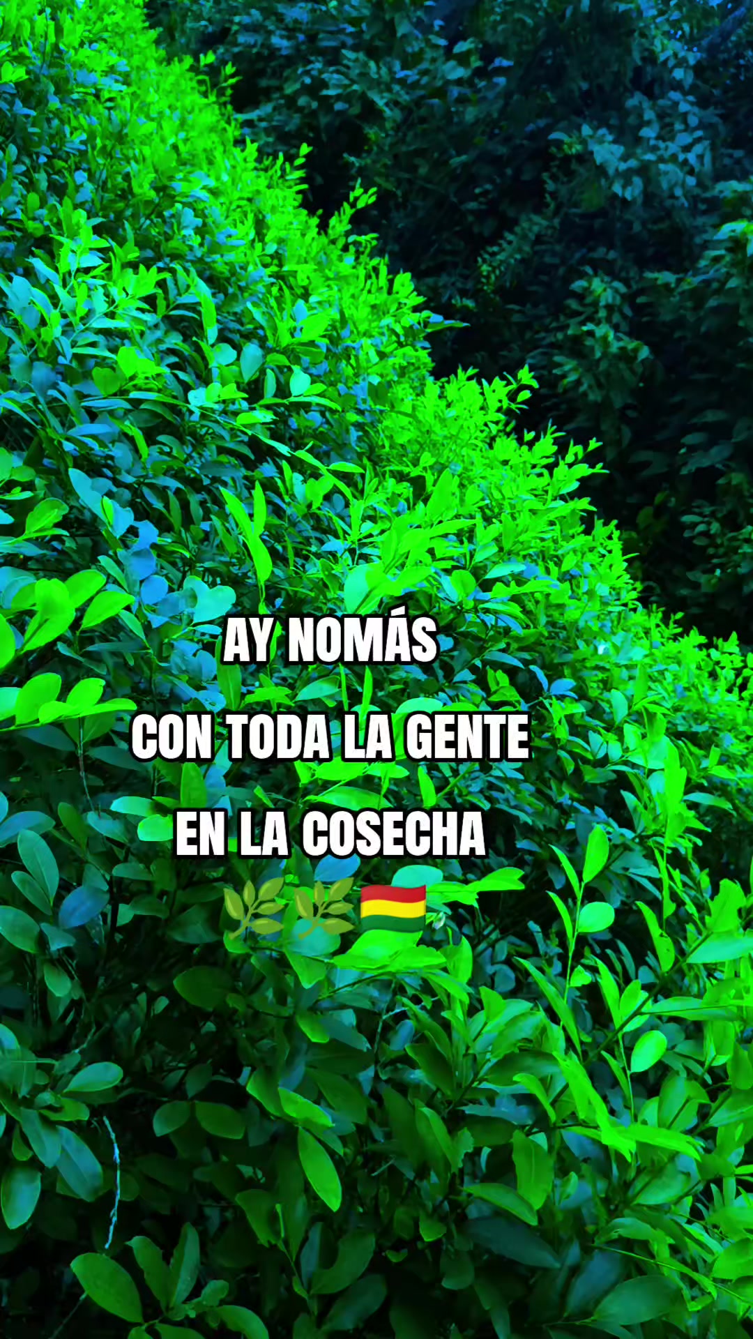 @🎧𝐂𝐀𝐑𝐌𝐎𝐍𝐀 OFICIAL🇧🇴🎸