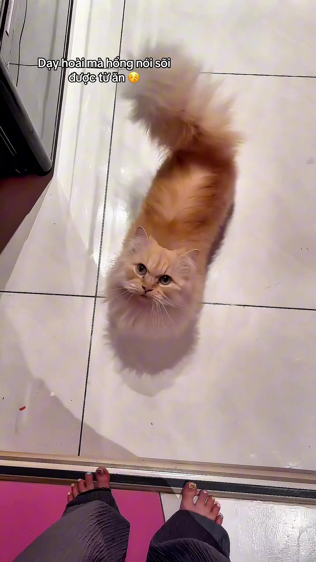 @Catfe 🐱