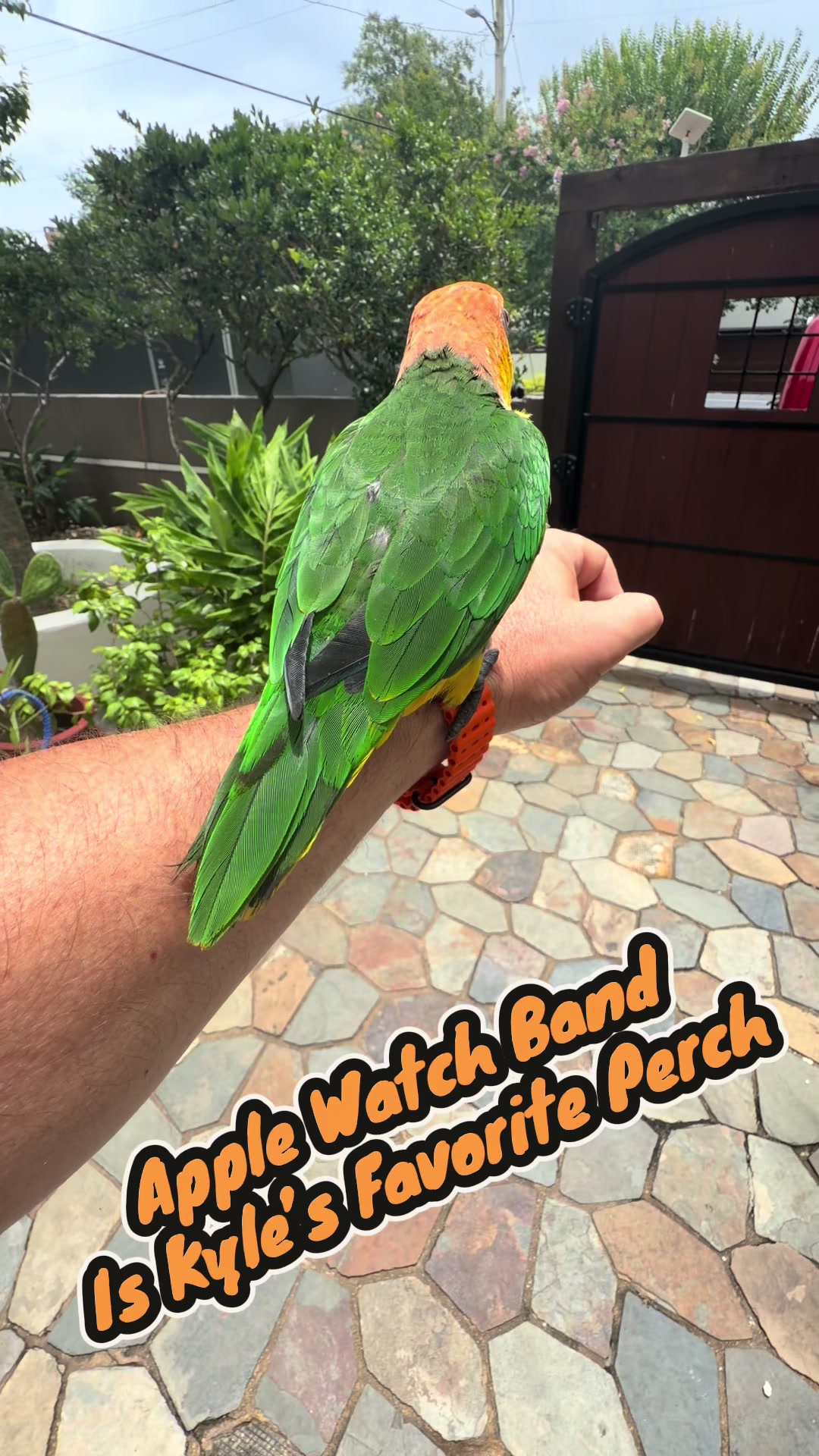 @Kyle The Caique
