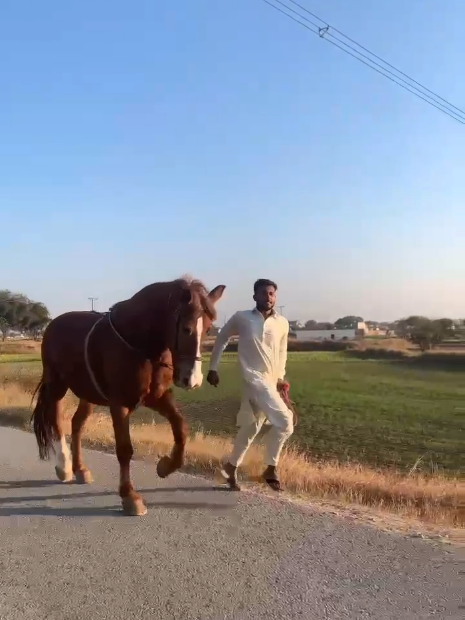@مرکزی ذوالجناح تلہ گنگ