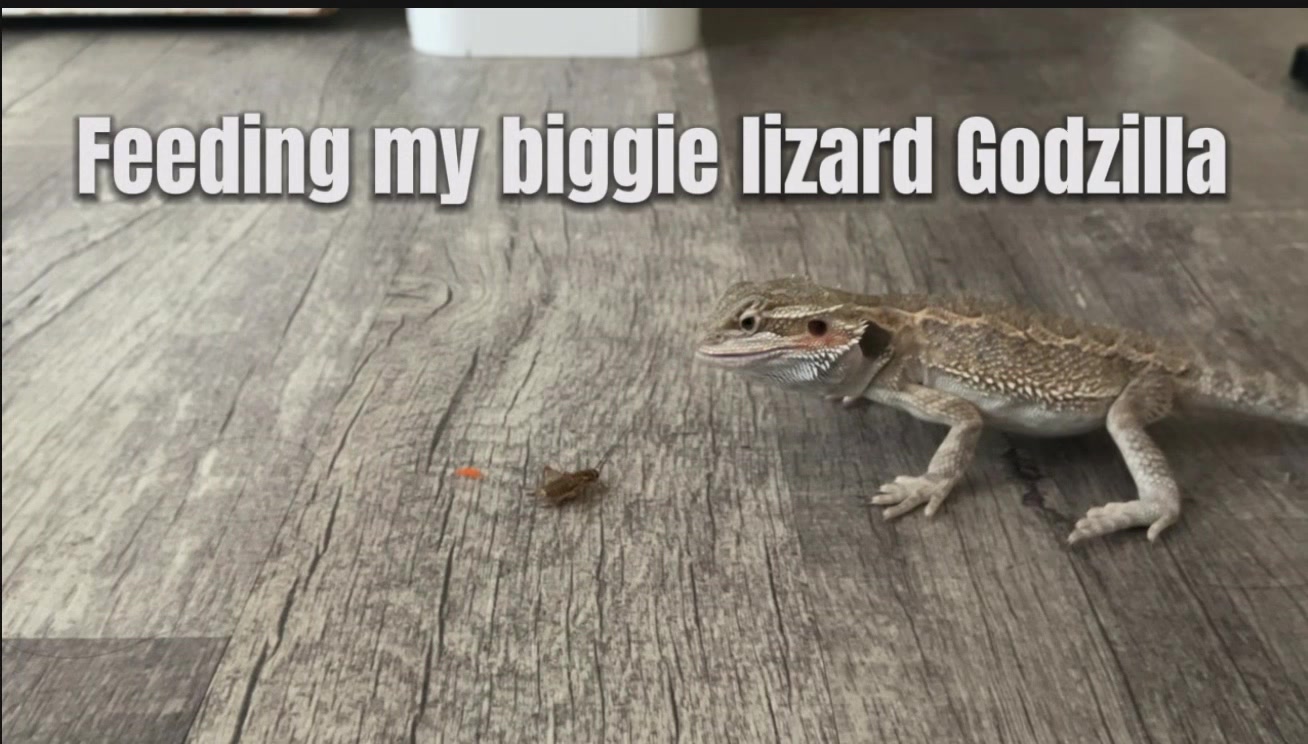 @iluvmybeardies