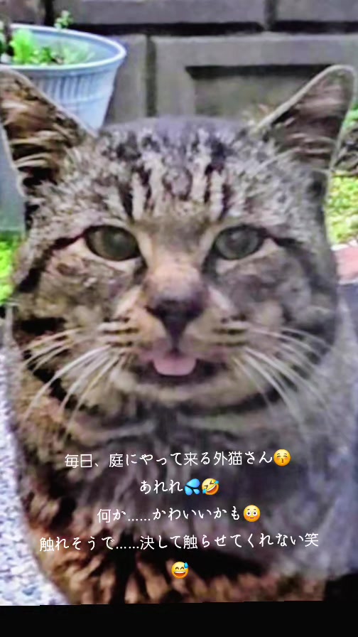@ゆみ🐈⬛🐈⬛🐈⬛