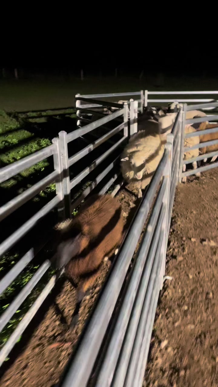 @SouthernDreamin Kelpie stud
