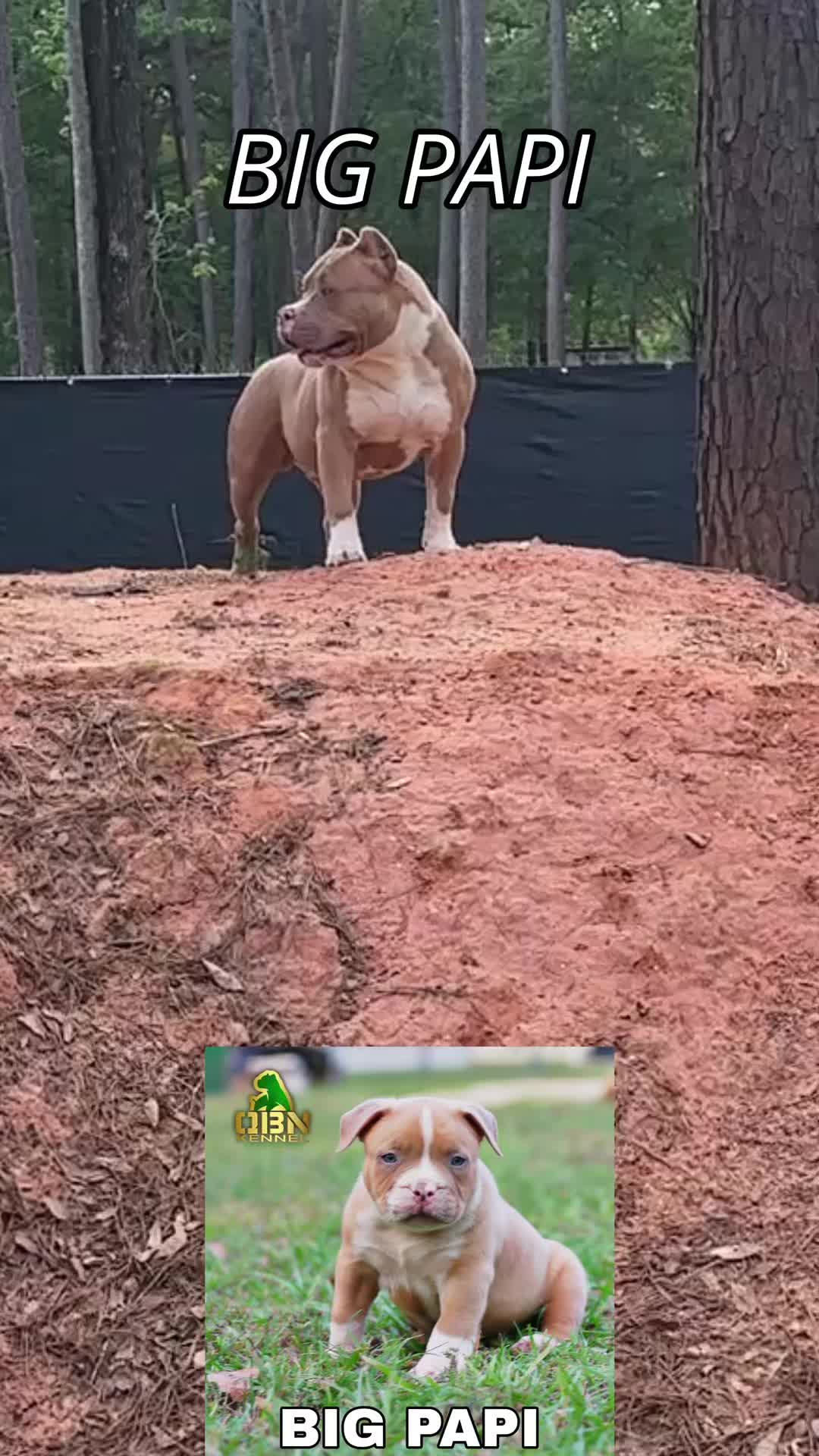@QBN Kennel