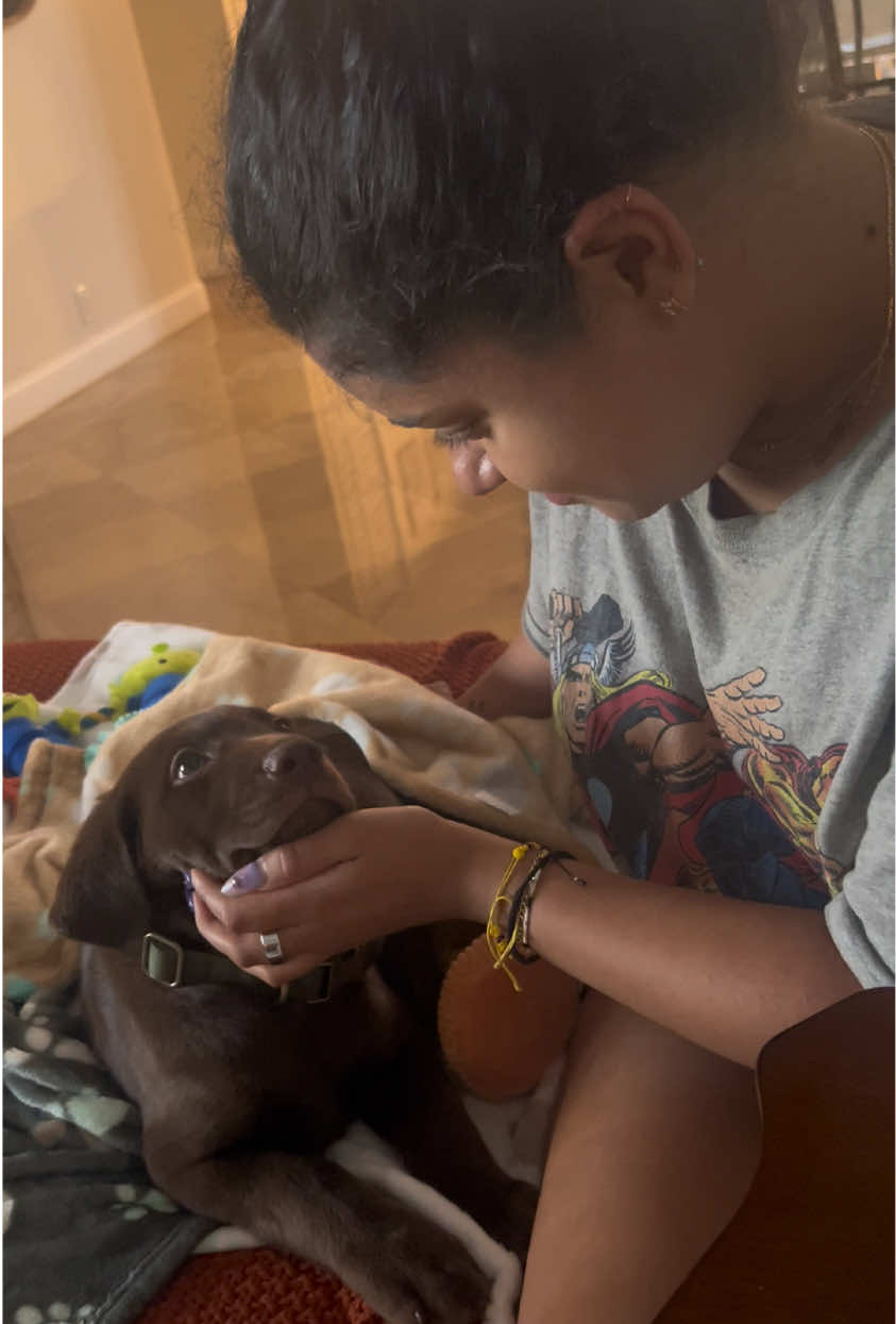 @Apollo the Choc Lab 🤎
