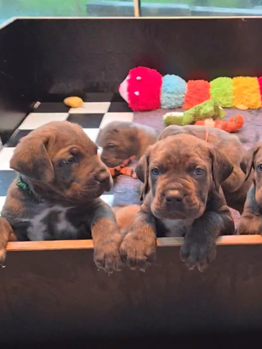 @canecorsodortmund