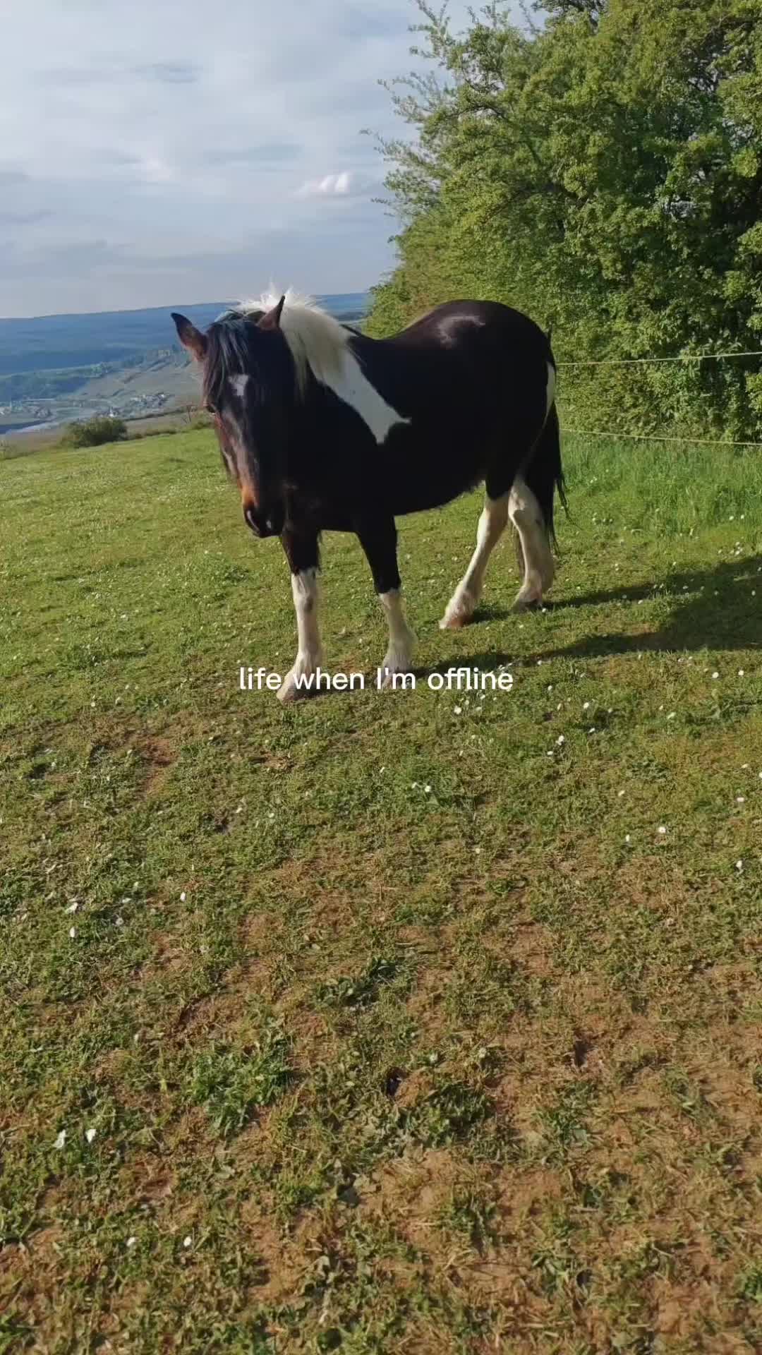 @horses for live