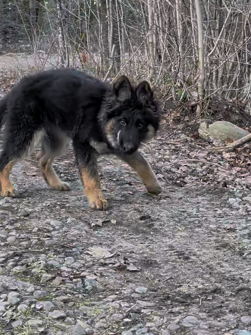 @TrailCam Qu&eacute;bec