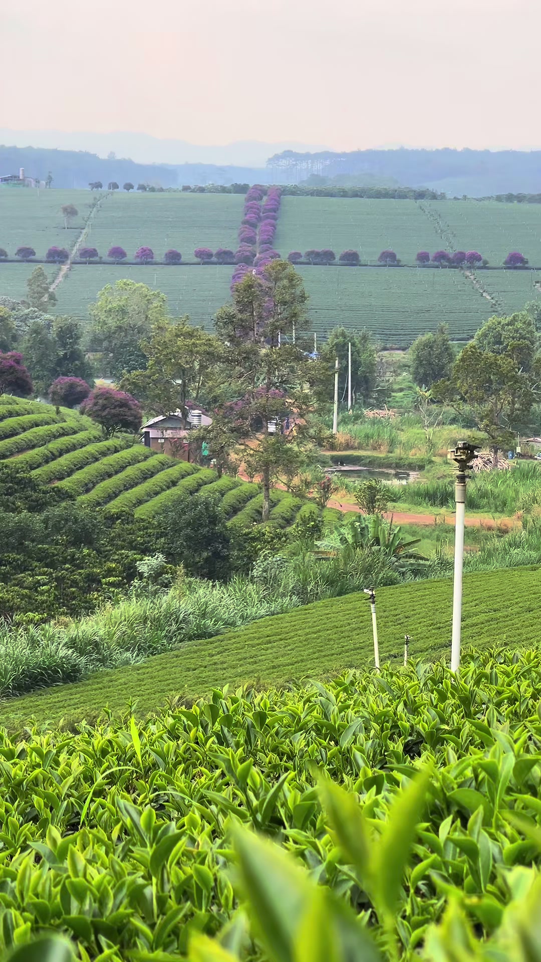 @Nông Trường olong Tằng Vĩnh An