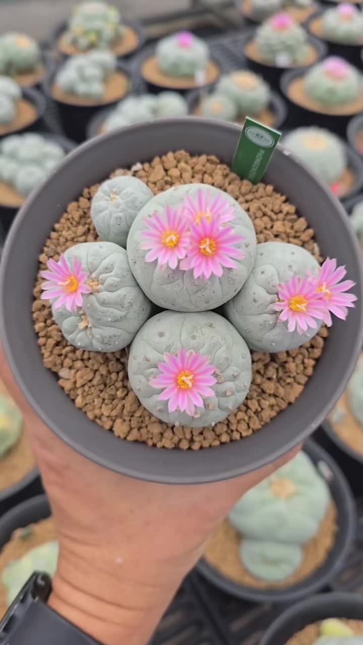 @Mycelia Peyote cacti