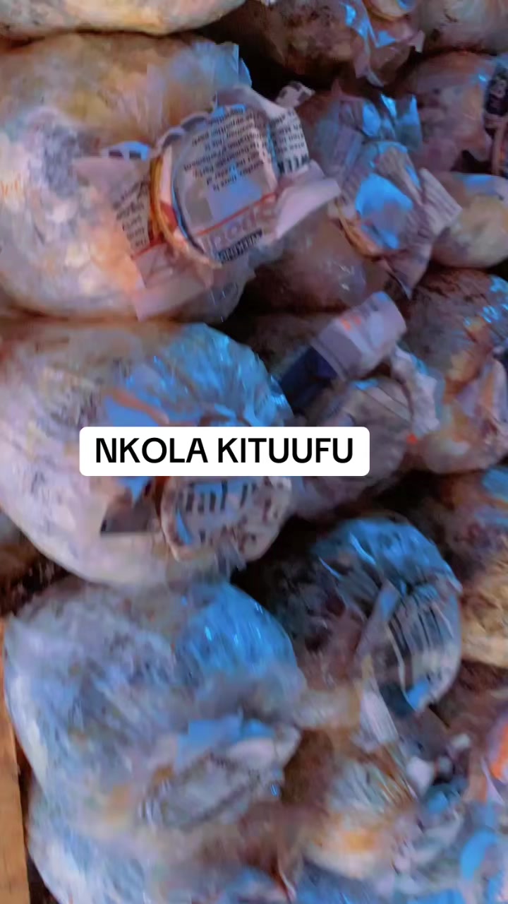 @BLESSED AGRICULTURAL MUSHROOM