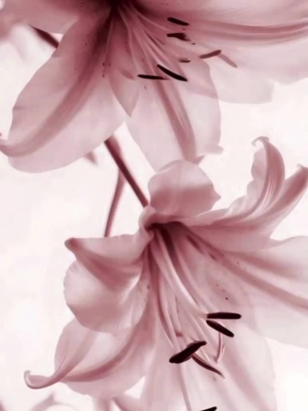 @liliji