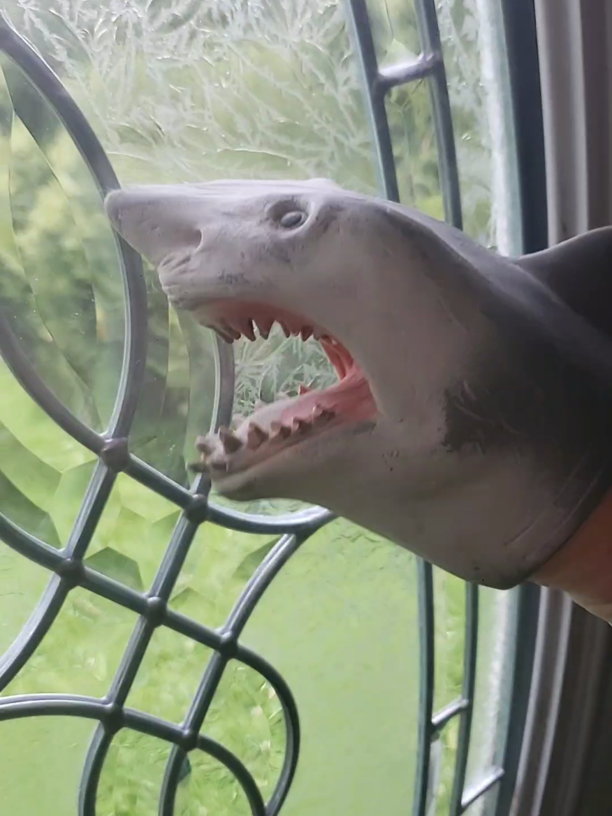 @Sharky 🦈