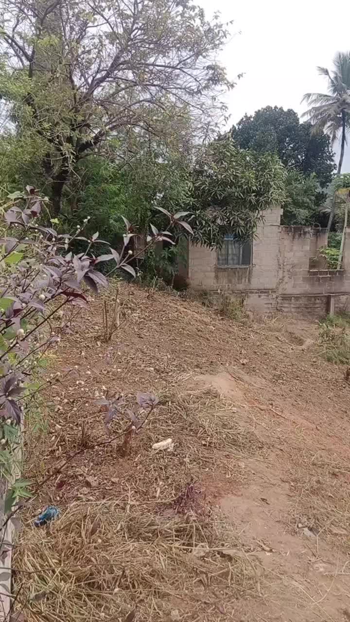 @dalali msomi pugu chanika