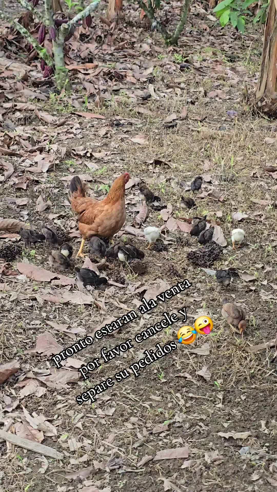 @🐓TU GALLO FINO 🐓