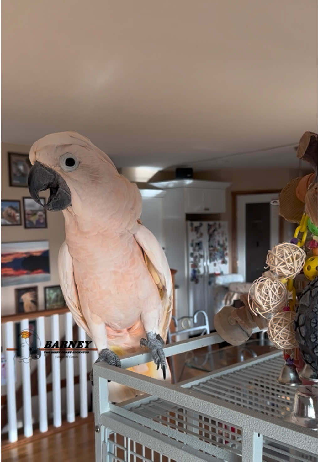 @Barney the West Coast Cockatoo