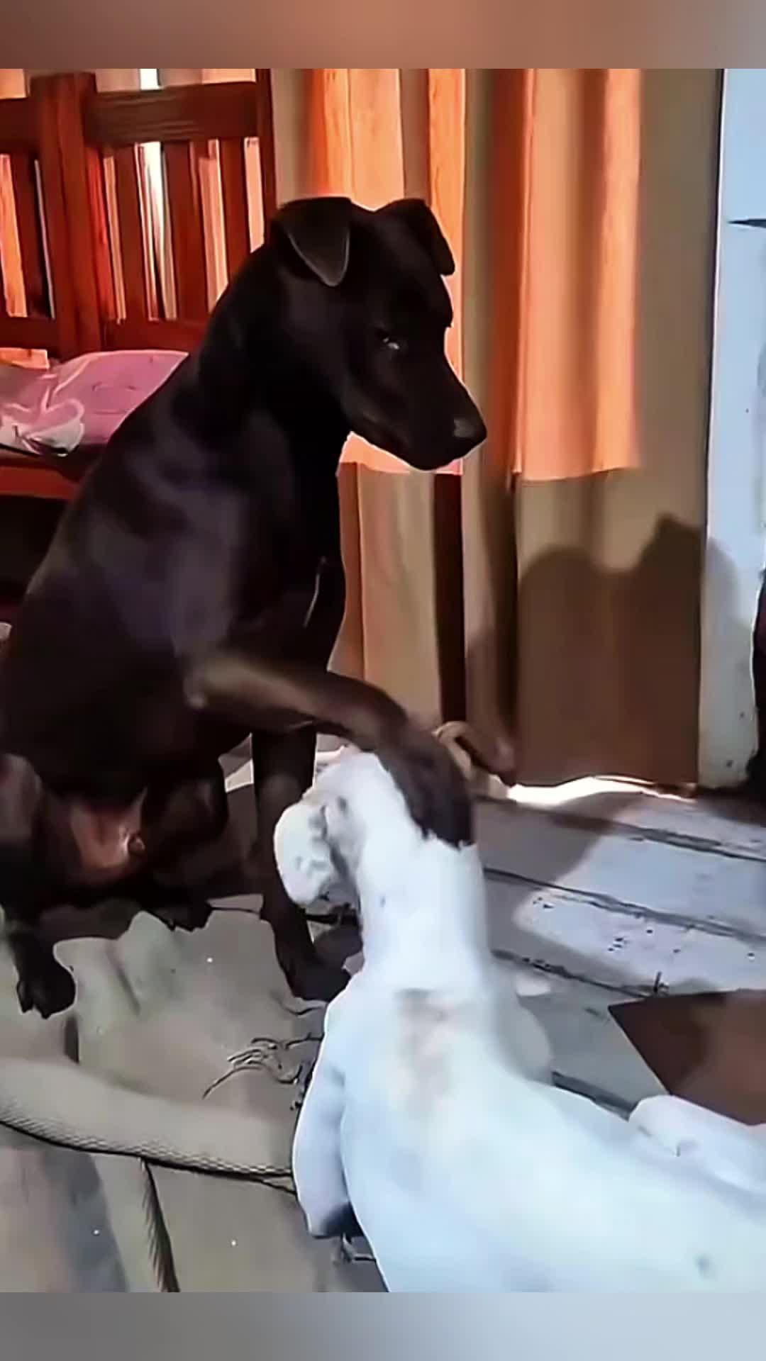 @Cute Pet ❤😘